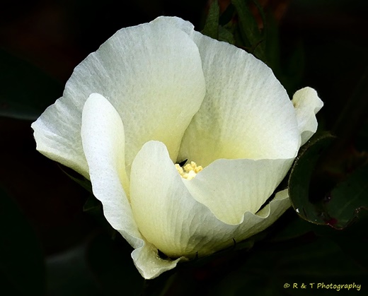 {Gossypium hirsutum}